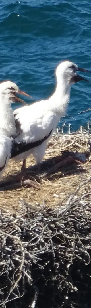 Storchennest auf Klippen